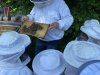Bienenstand3