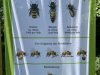Bienenstand4